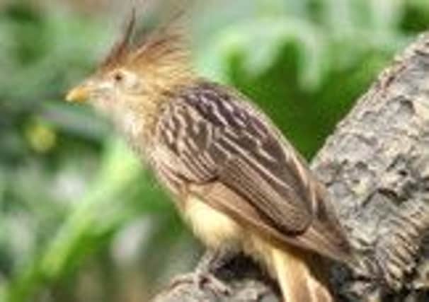 The cuckoo bird is also known as the gowk. Picture: Contributed