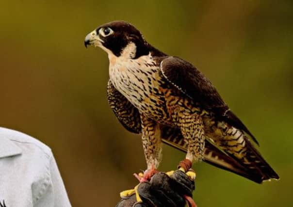 A Peregrine falcon. No cases of the birds being poisoned were confirmed last year as figures fell sharply. Picture: Getty