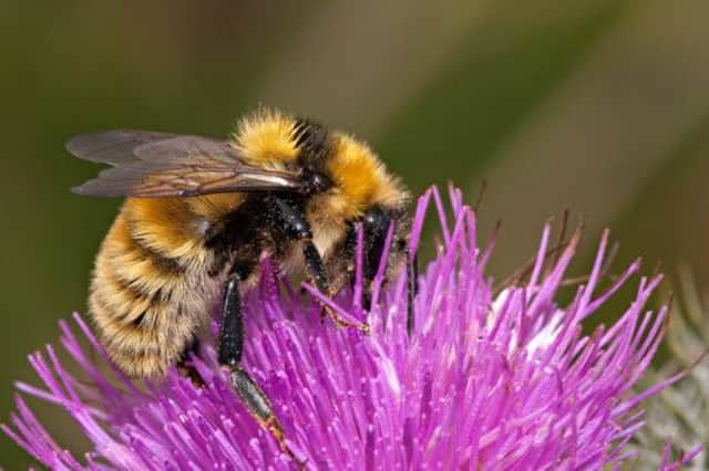 The Great Yellow Bumblebee is one of Scotlands rarest insects. Picture: Complimentary