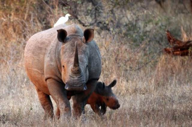A white rhino with her calf photographed in Kruger National Park in South Africa earlier this year. Picture: Getty