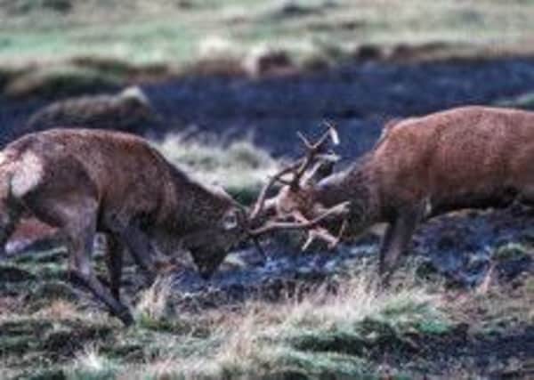 'Deer rutting safaris' are being operated for the first time this year by the Glen Tanar Estate near Aboyne. Picture: Contributed