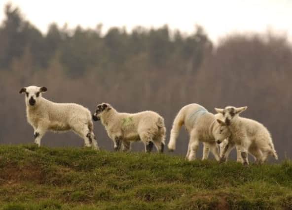 Debate will hear a call for integration of farming and forestry. Picture: Phil Wilkinson