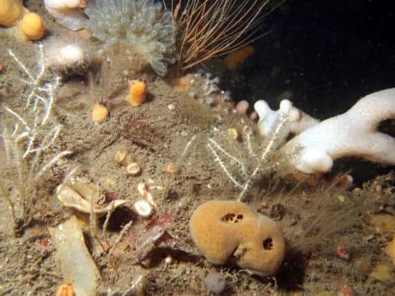 Noise from drilling has been show to affect sealife. Picture: submitted