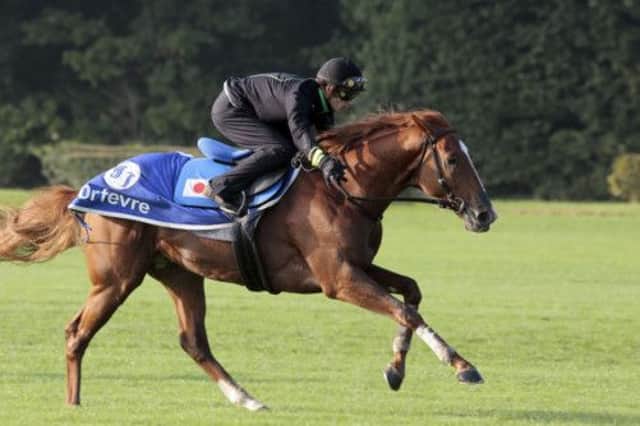 Orfevre is put through her paces in training at Chantilly. Picture: Getty