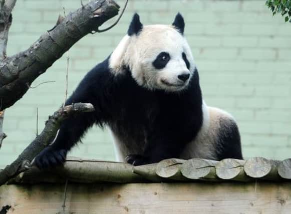 Edinburgh Zoo panda Tian Tian is showing signs of pregnancy.   Picture: Ian Rutherford