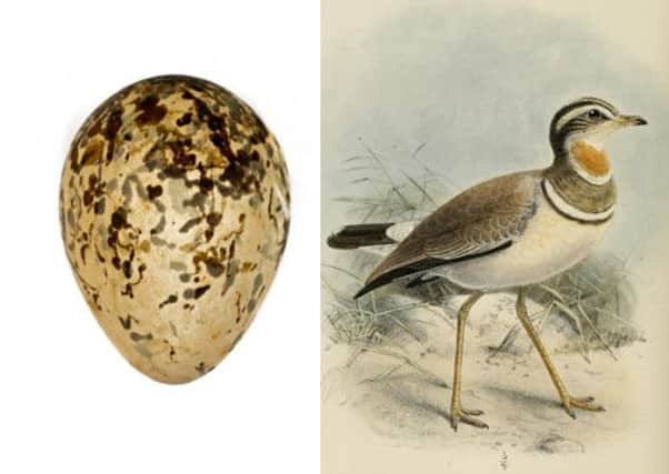 The egg, left, and a drawing from the 1880s of the Jerdon's Courser. Picture: Submitted