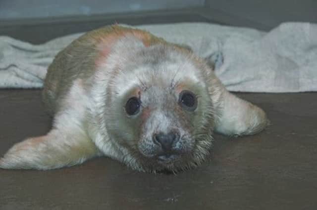 The seal was rescued by Forth Crossing workers. Picture: submitted