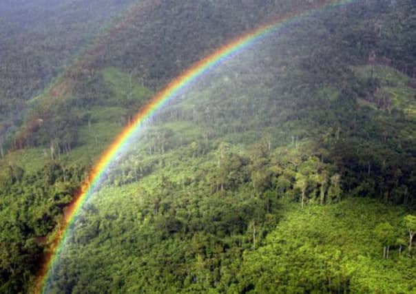 A team of scientists from Aberdeen University will lead a study into the impact of human activity in tropical forests in southeast Asia. Picture: Getty