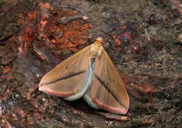 Vestal moth