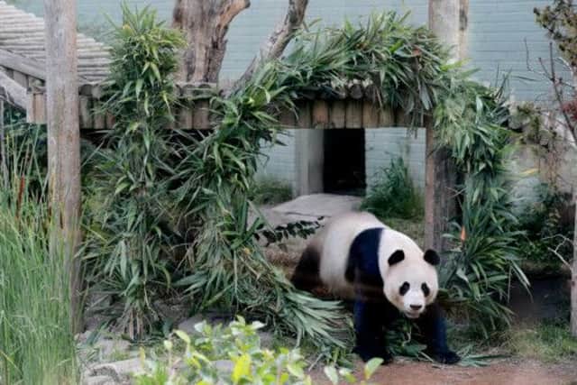Yang Guang at Edinburgh Zoo. Picture: Neil Hanna
