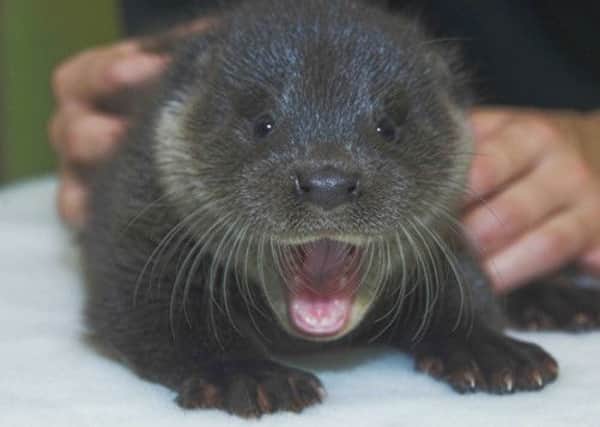 Murkle the otter is recovering after being found on a remote road in Caithness. Picture: PA