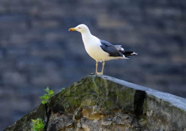 A lone herring gull. Picture: Ian Rutherford