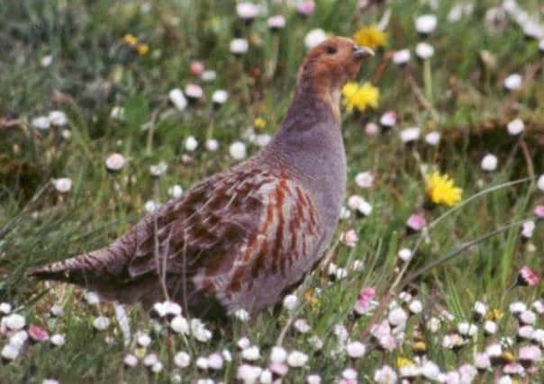 The grey partridge was once abundant across the country. Picture: PA