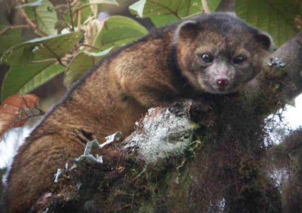 The Olinguito: A new species of carnivore, related to and similar in size to a raccoon. Picture: AP