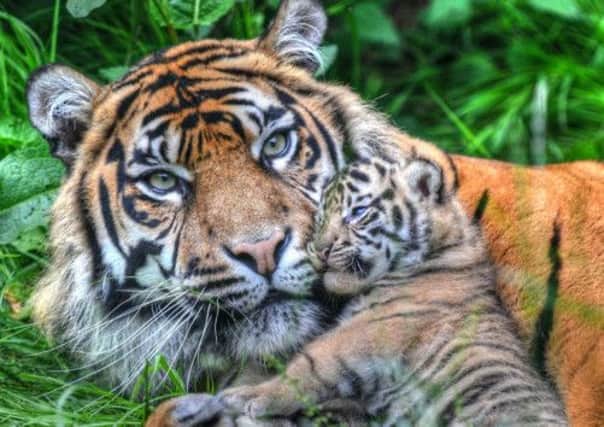 File photo of a Sumatran tiger and its cub. The London Zoo cub was found drowned in its enclosure. Picture: PA