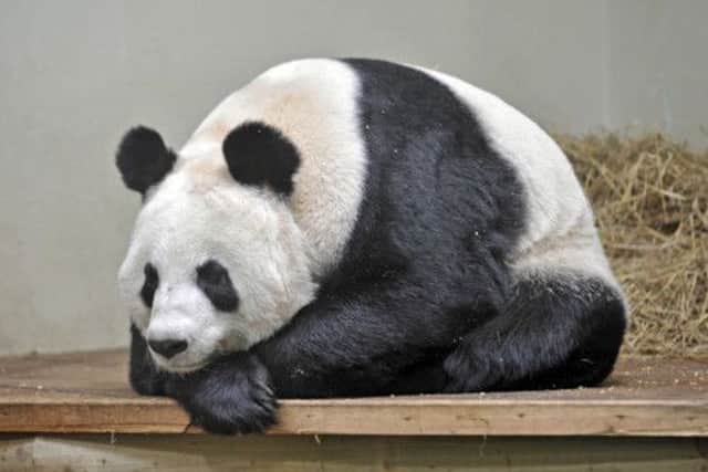 Tian Tian pictured in her enclosure at Edinburgh Zoo. Picture: Phil Wilkinson