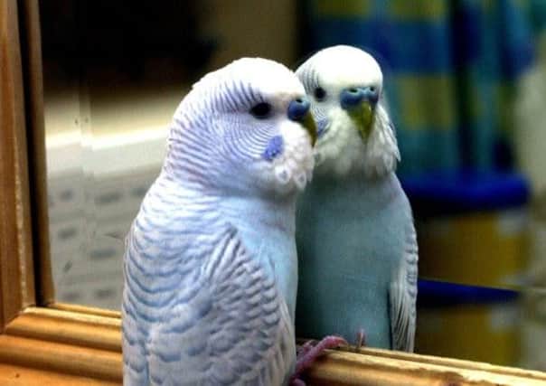 More than 400 budgies have been stolen from a breeder's home in Hampshire. Picture: Comp