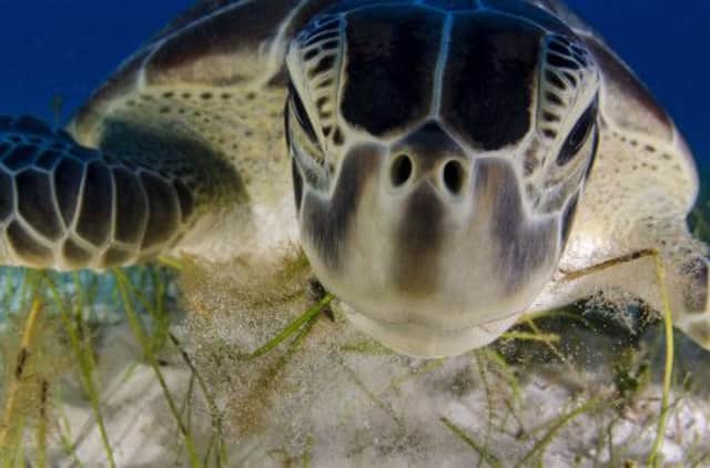A green turtle feeding on sea grass in Cancun, Mexico. Picture: Luis Javier Sandoval