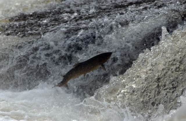 The study will look into the effect of renewables on Atlantic Salmon. Picture: PA