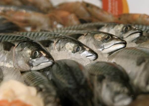 Shetland fisheries leaders have hit out at plans to award Iceland a share of the North Sea mackerel catch. Picture: Contributed