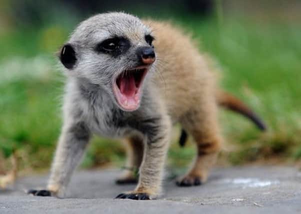 This meerkat is among the animals at Fife Animal Park. Picture: Johnston Press