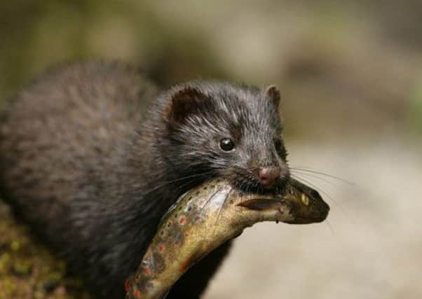 Mink were introduced to Scotland to be farmed for their fur but some ended up escaping. Picture: Complimentary