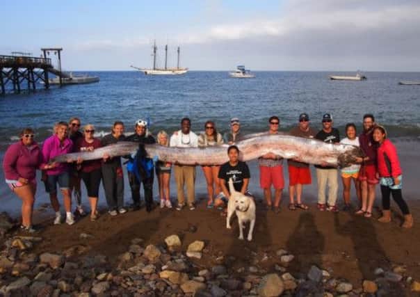 Catch of the day: This 18ft oarfish was spotted off the coast of California by a snorkerlling marine science instructor. Picture: AP