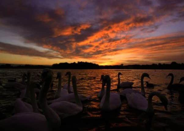 Swans in the water at sunrise at Hogganfield Loch, near Glasgow. Picture: Hemedia