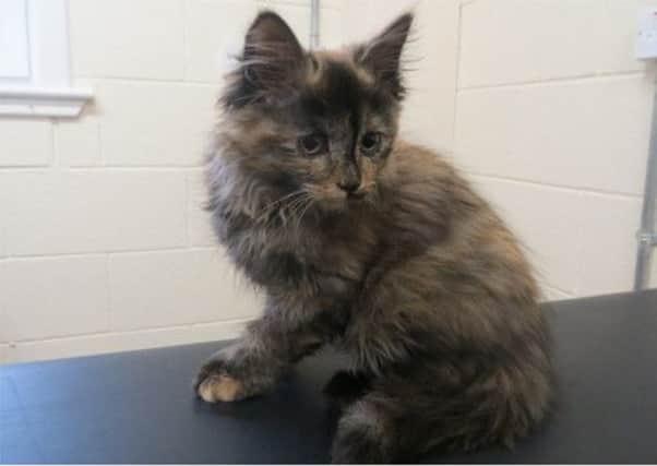 Nala was found in a box by a bin in Aberdeen. Picture: SSPCA