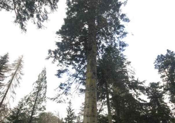 Scotland's Tallest Tree