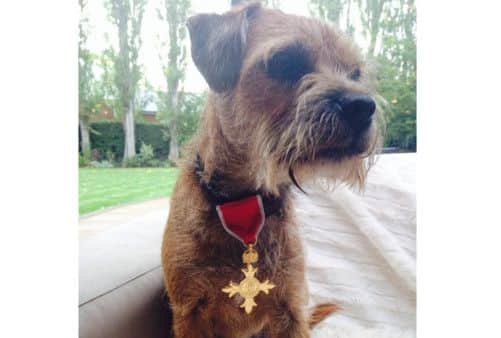 Order of the Border Empire: Andy Murrays Border terrier wearing the medal. Picture: Contributed