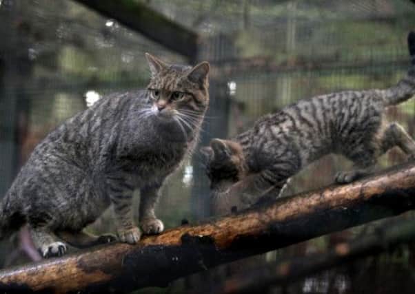 Two Scottish wildcat kittens born at The Highland Wildlife Park have started to explore their enclosure. Picture: Hemedia