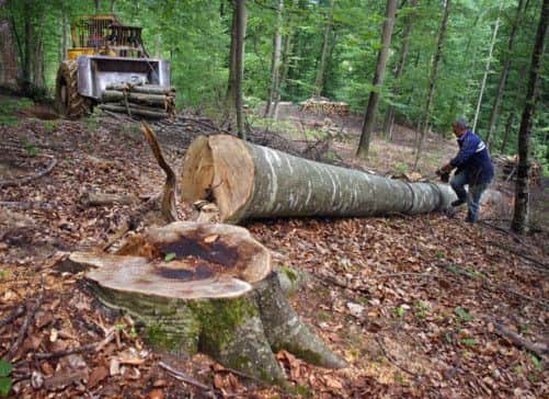 Confors Stuart Goodall is asking for forestry support. Picture: Getty