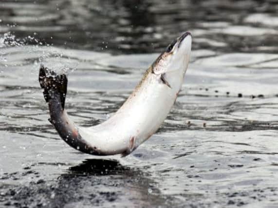 Critics of the salmon farm fear the effect it will have on wild fish. Picture: Stephen Mansfield