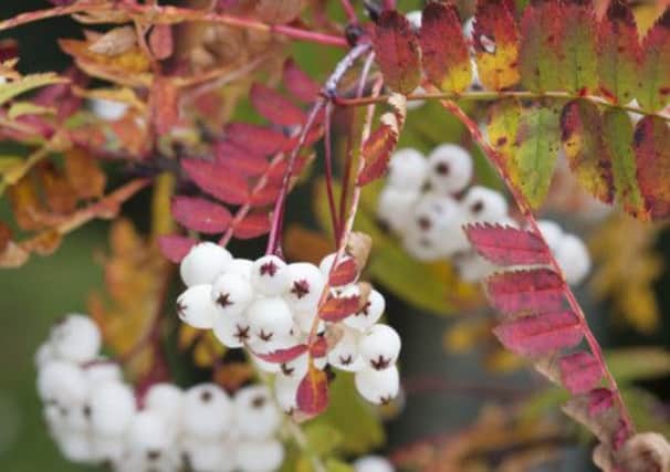 Berries and autumn foliage of Sorbus koehneana. Picture: Ray Cox (www.rcoxgardenphotos.co.uk)