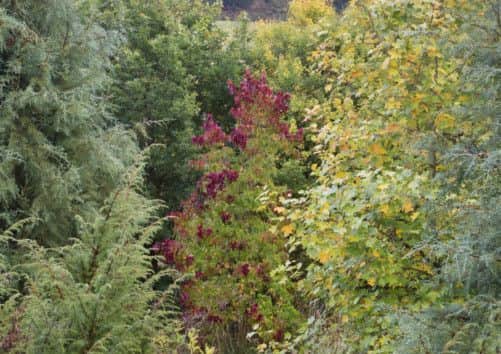 Deep red autumn foliage. Picture: Ray Cox (www.rcoxgardenphotos.co.uk)