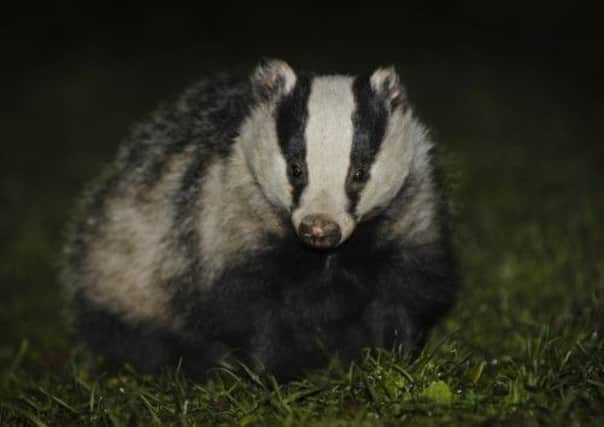 The badger was deliberately snared before being killed. File photo: TSPL