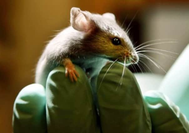 Experiments on GM animals in Scotland increased last year. Picture: AP