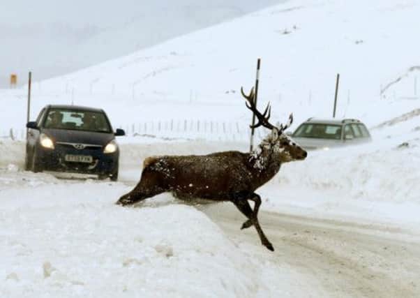A deer stag crosses the road near Braemar. Drivers have been warned of collision risks. Picture: Getty