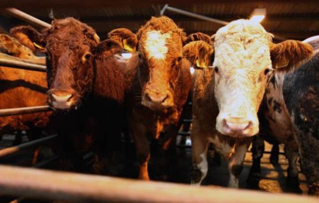 The fall in beef cattle numbers is a concern for levy body QMS. Picture: Getty
