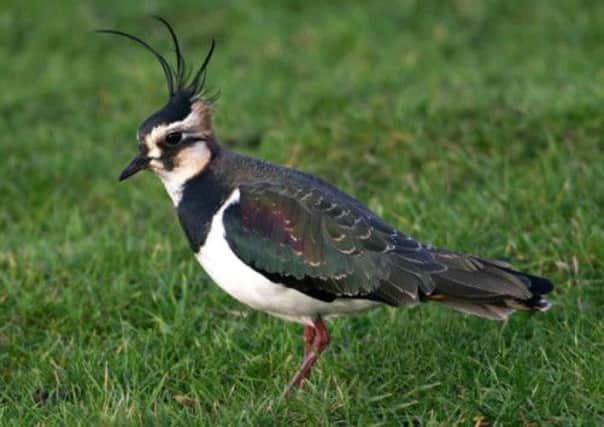 Scotland's wader population, including the lapwing, is under threat. Picture: Complimentary