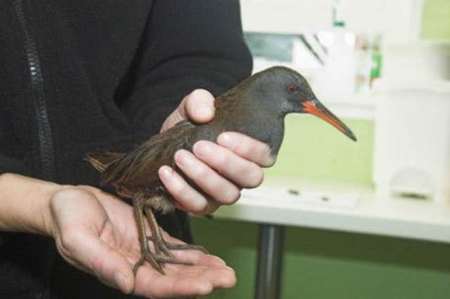 The water rail was rescued from an off shore oil rig. Picture: SSPCA