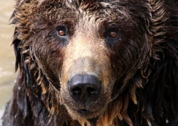 An experienced outdoor enthusiast survived being stranded for three months in the Canadian wilderness, and survived a bear attack thanks to his dog. Picture: Hemedia