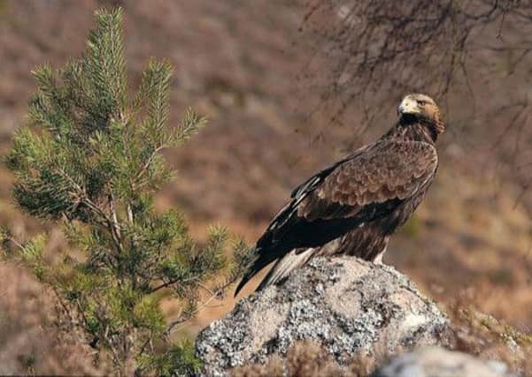 The golden eagle has come top of a poll to find Scotland's favourite wild animal. Picture: PA