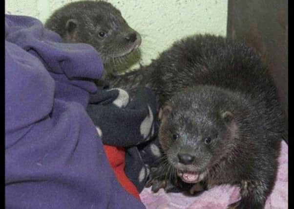 The otter cubs will hopefully be returned to the wild. Picture: SSPCA