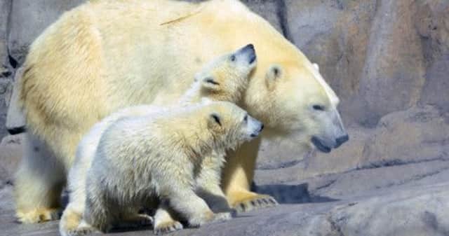 Elvis's facility could help zoos better prepare for bear births. Picture: AP