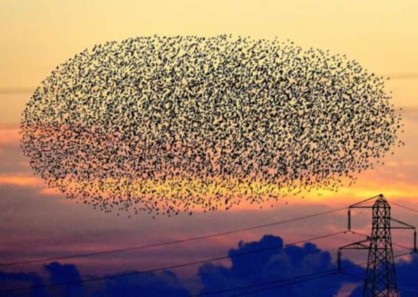 A murmuration of starlings fly close to power lines at sunset near Gretna. Picture: PA