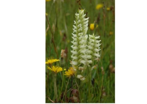 Around 160 Irish lady's tresses plants were discovered on Olonsay. Picture: Mike Peacock