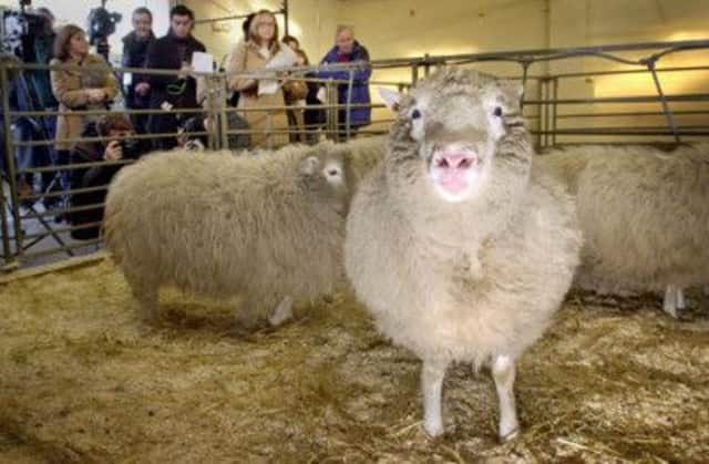 Dolly the sheep, the worlds first cloned mammal, is one example of the prowess of Scots scientists. Picture: PA