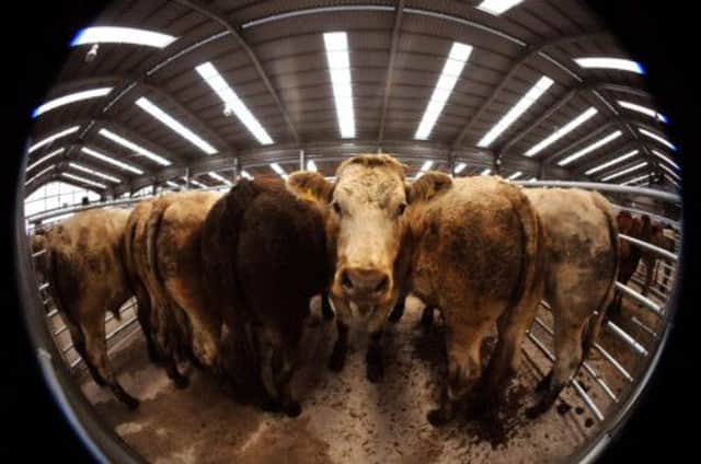 British farmers are being urged to up production of beef and lamb for export. Picture: Andrew Milligan/PA